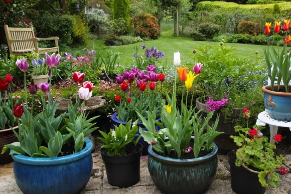 Bunte Tulpen in Töpfen auf einer Terrasse